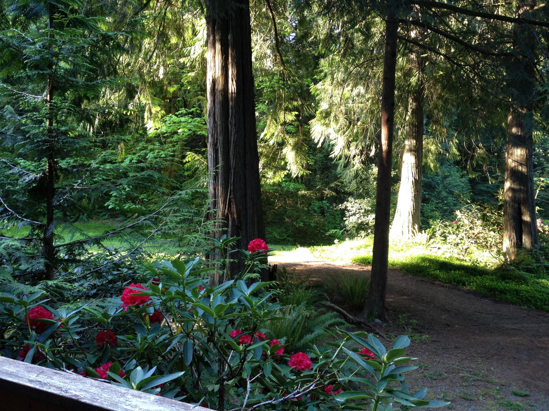 the morning sun from my back deck